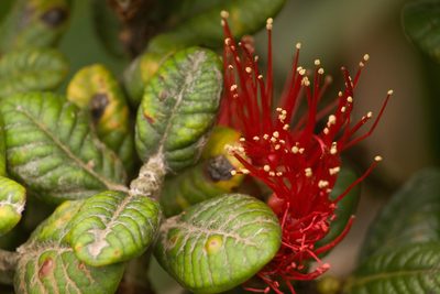 Metrosideros rugosa, photographed by Kevin Faccenda