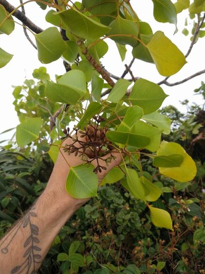 Cheirodendron platyphyllum, photographed by Kevin Faccenda