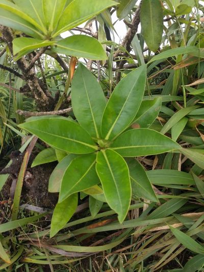 Myrsine degeneri, photographed by Kevin Faccenda