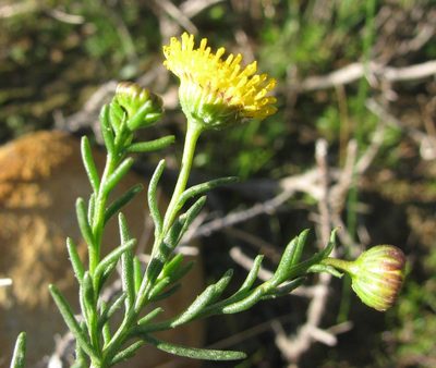 Chrysocoma valida, photographed by douglaseustonbrown