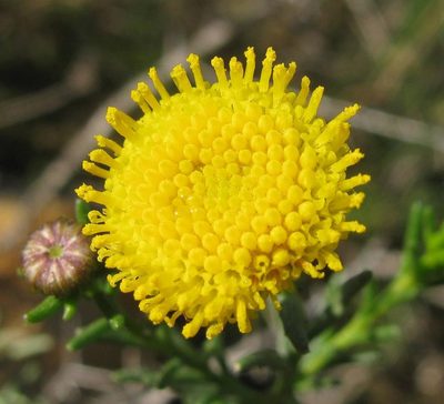 Chrysocoma valida, photographed by douglaseustonbrown