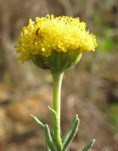 Chrysocoma valida, photographed by douglaseustonbrown