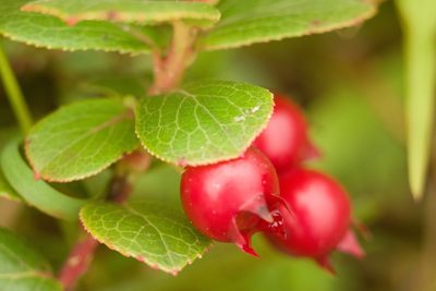 Vaccinium dentatum, photographed by Kevin Faccenda
