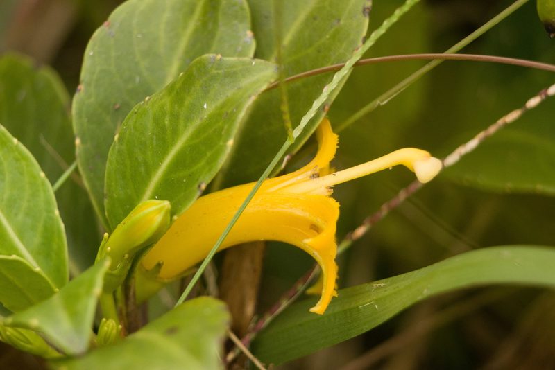 Scaevola glabra, photographed by Kevin Faccenda
