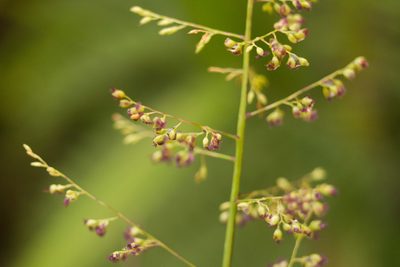 Isachne distichophylla, photographed by Kevin Faccenda
