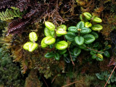 Metrosideros rugosa, photographed by Kevin Faccenda