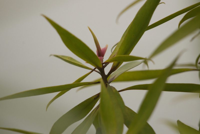 Myrsine fosbergii, photographed by Kevin Faccenda