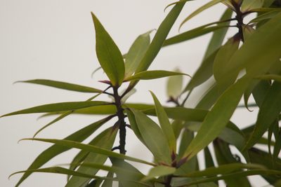 Myrsine fosbergii, photographed by Kevin Faccenda