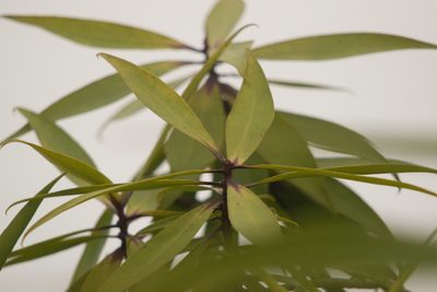 Myrsine fosbergii, photographed by Kevin Faccenda