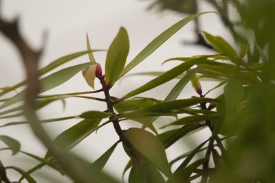 Myrsine fosbergii, photographed by Kevin Faccenda