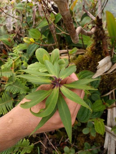 Myrsine fosbergii, photographed by Kevin Faccenda
