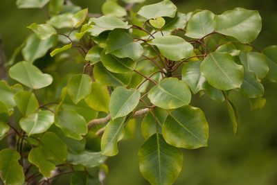 Cheirodendron trigynum, photographed by Kevin Faccenda