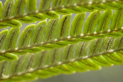 Sadleria cyatheoides, photographed by Kevin Faccenda