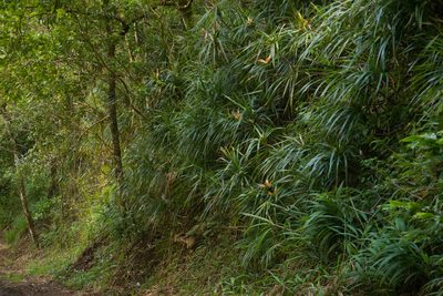 Freycinetia arborea, photographed by Kevin Faccenda