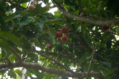Syzygium malaccense, photographed by Kevin Faccenda