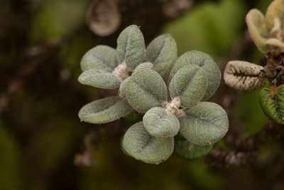 Metrosideros rugosa, photographed by Kevin Faccenda