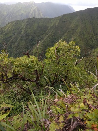 Metrosideros tremuloides, photographed by Kevin Faccenda