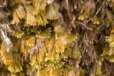 Hymenophyllum obtusum, photographed by Kevin Faccenda