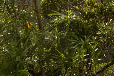 Freycinetia arborea, photographed by Kevin Faccenda