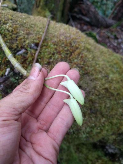Dendrobium rhombeum, photographed by Kevin Faccenda