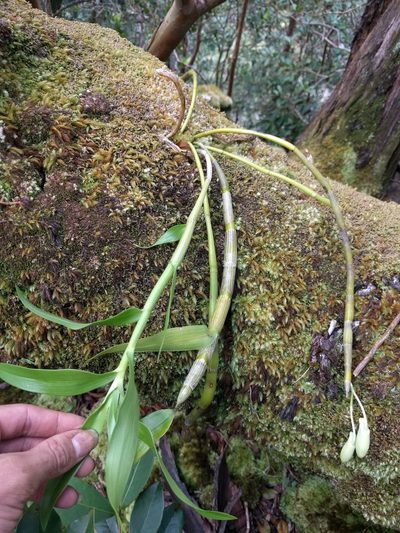Dendrobium rhombeum, photographed by Kevin Faccenda