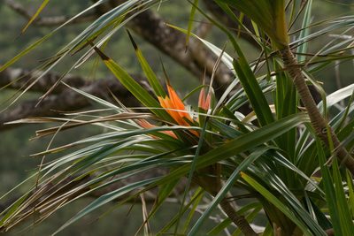 Freycinetia arborea, photographed by Kevin Faccenda