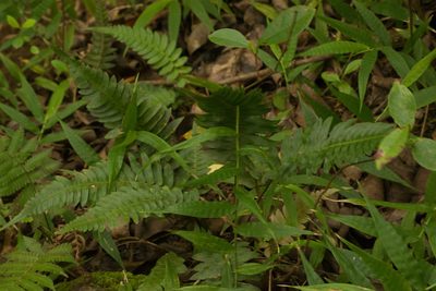 Blechnum appendiculatum, photographed by Kevin Faccenda
