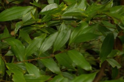 Cinnamomum burmanni, photographed by Kevin Faccenda