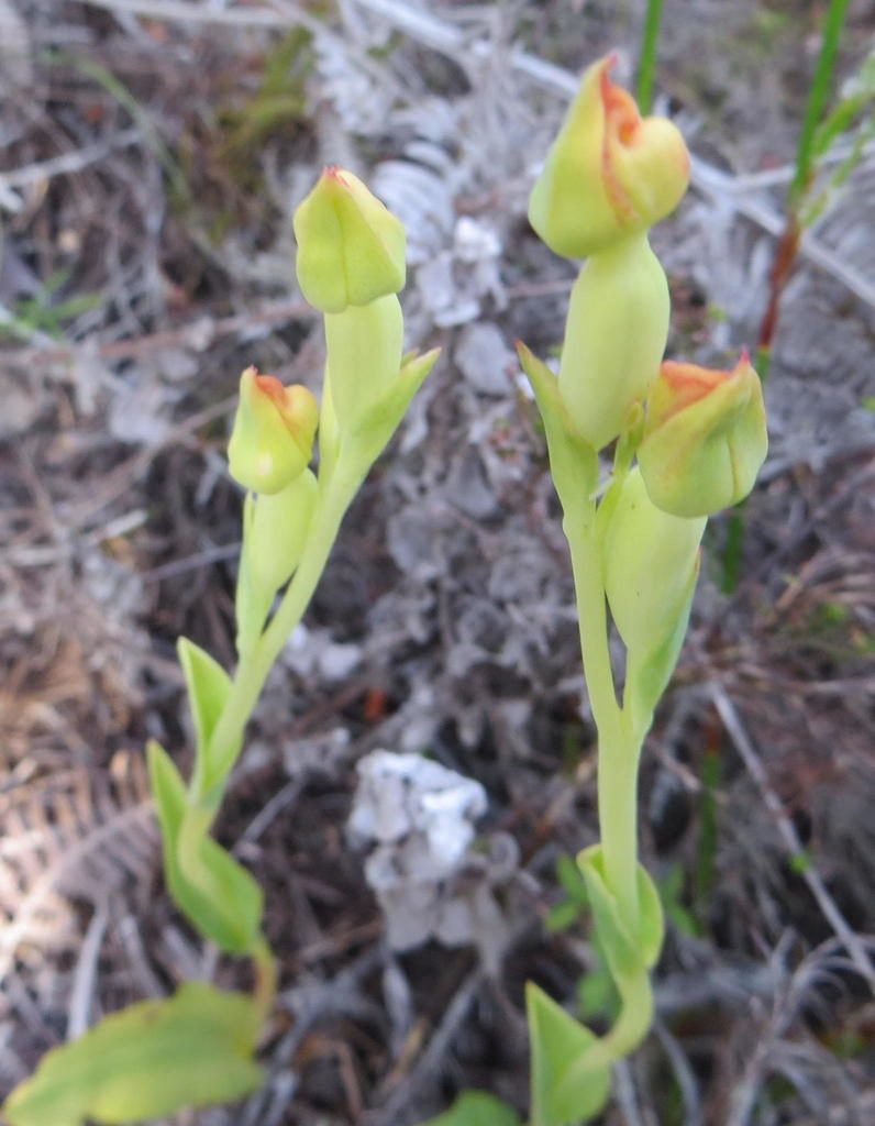 Pterygodium cleistogamum, photographed by Nicola van Berkel