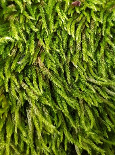 Cirriphyllum crassinervium, photographed by Helen Waterman