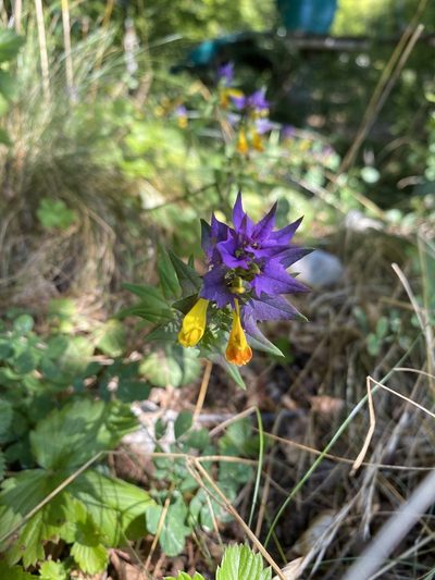 Melampyrum vaudense, photographed by Patrick Delhalt