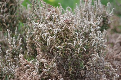 Tecticornia pergranulata, photographed by Andrew Allen