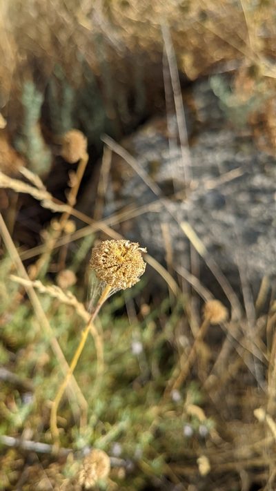 Santolina rosmarinifolia, photographed by Javier Eusamio