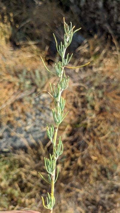 Santolina rosmarinifolia, photographed by Javier Eusamio