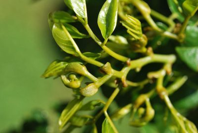 Dalbergia obovata, photographed by Charles Stirton