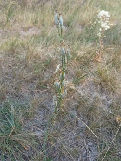 Silene chlorantha, photographed by Tatiana Strus