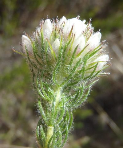 Aspalathus cerrhantha, photographed by Nicola van Berkel