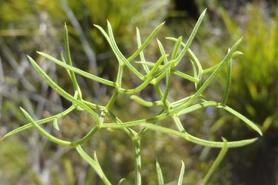 Nanobubon capillaceum, photographed by Nicola van Berkel