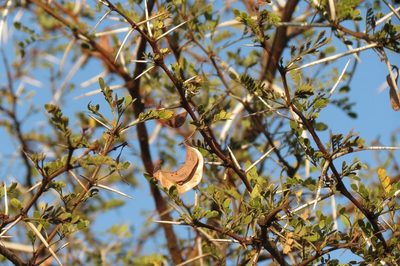 Vachellia exuvialis, photographed by Brian du Preez
