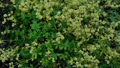 Alchemilla alpina, photographed by Sem Khatov