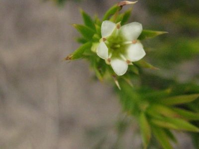 Diosma aristata, photographed by Di Turner