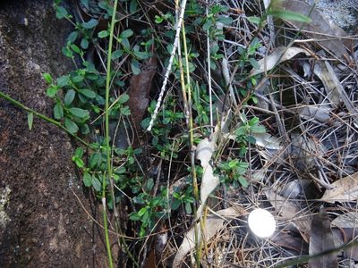 Xanthosia tridentata, photographed by Gary Williams
