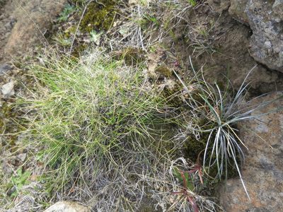 Poa colensoi, photographed by Alice Shanks