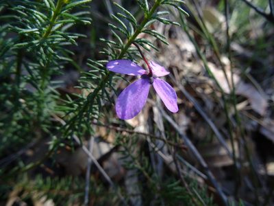 Tetratheca neglecta, photographed by Gary Williams