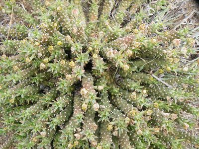 Euphorbia davyi, photographed by Antoinette Eyssell Knox