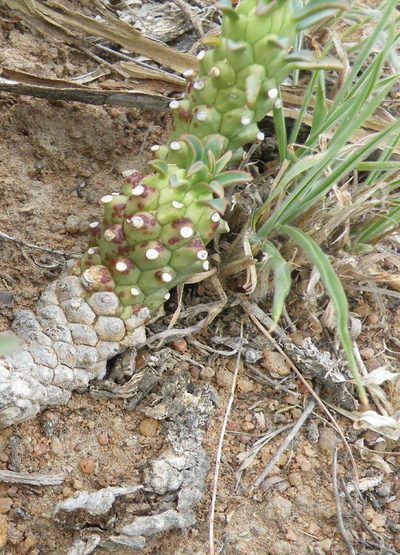 Euphorbia davyi, photographed by Antoinette Eyssell Knox