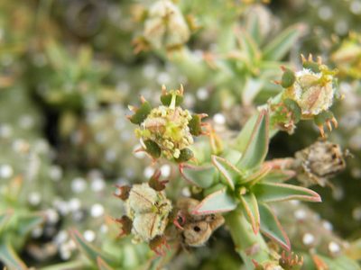 Euphorbia davyi, photographed by Antoinette Eyssell Knox
