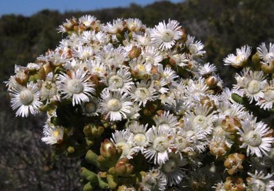 Stoeberia utilis, photographed by Tony Rebelo