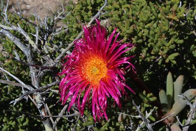 Jordaaniella spongiosa, photographed by Tony Rebelo