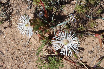 Vanzijlia annulata, photographed by Tony Rebelo